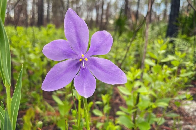 Bartram’s ixia