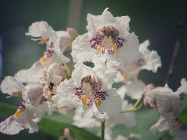 Southern catalpa