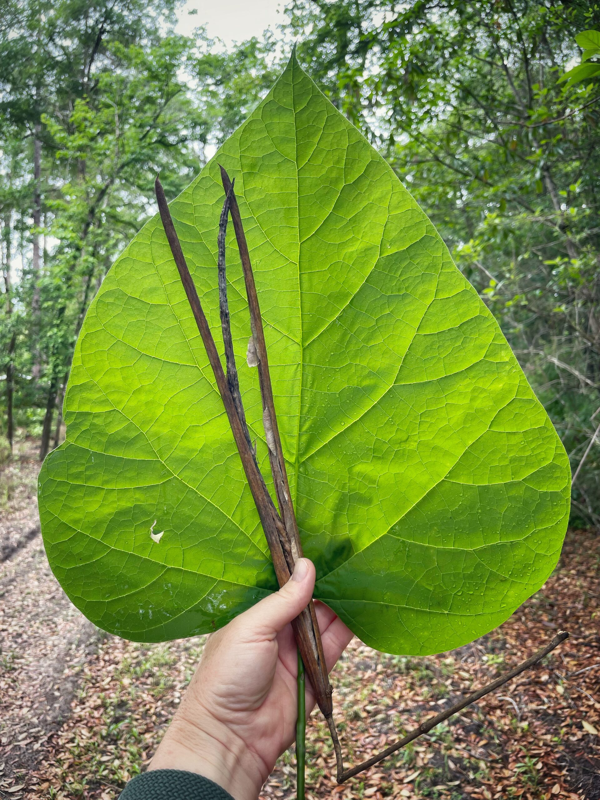 Southern catalpa Florida Wildflower Foundation