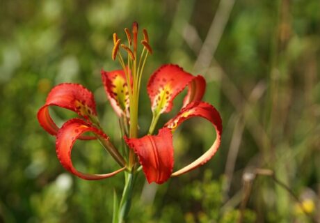Catesby’s lily (Lilium catesbaei) by Emily Bell
