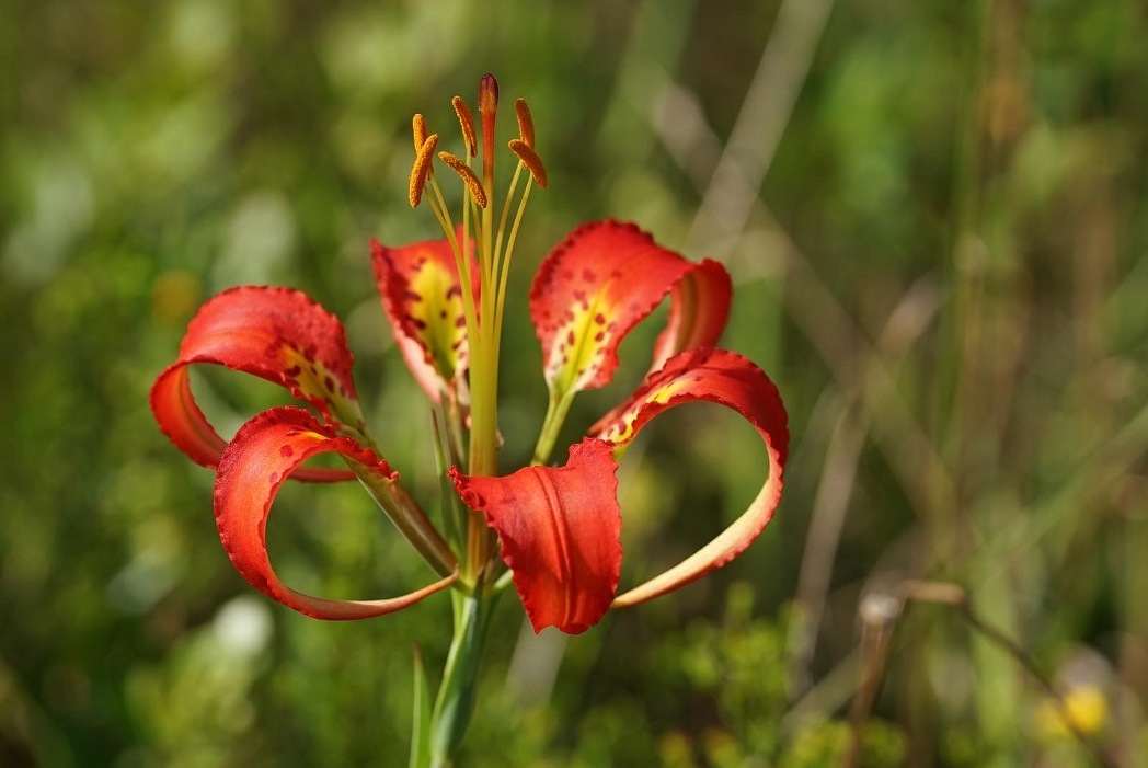 Catesby’s lily (Lilium catesbaei) by Emily Bell
