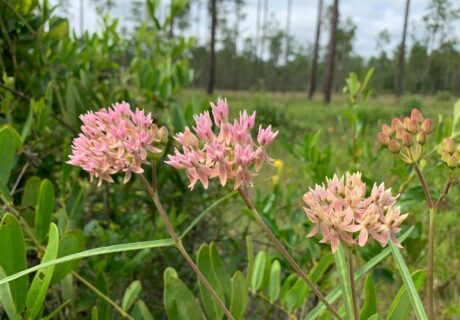 Red milkweed (Asclepias rubra) by Lilly Andersen-Messec