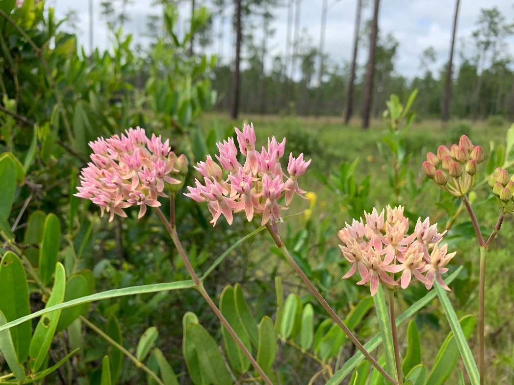 Red milkweed (Asclepias rubra) by Lilly Andersen-Messec