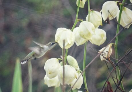 Adam's needle (Yucca filamentosa) by Emily Bell