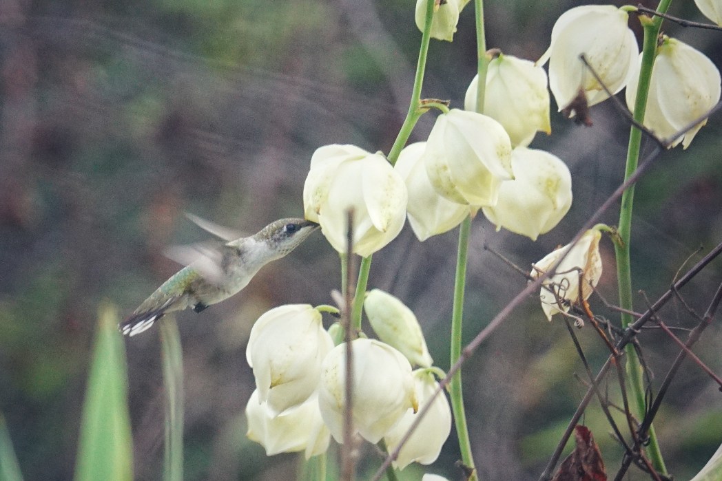 Adam's needle (Yucca filamentosa) by Emily Bell