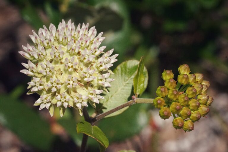 Curtiss’ milkweed