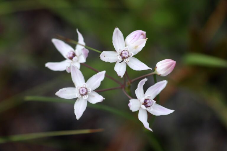 Florida milkweed