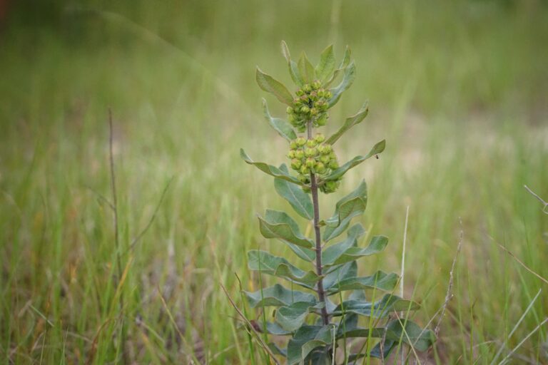 Velvetleaf milkweed