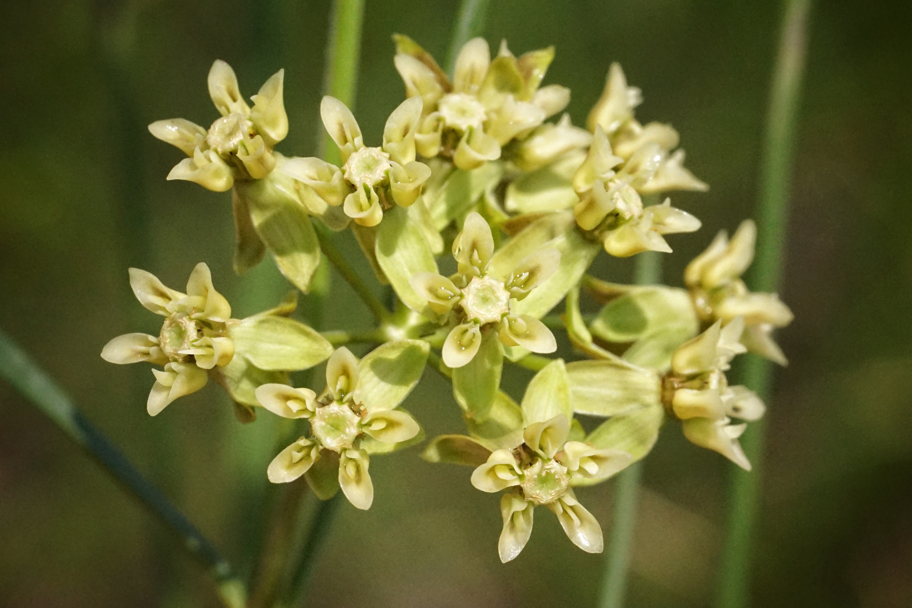 Southern milkweed