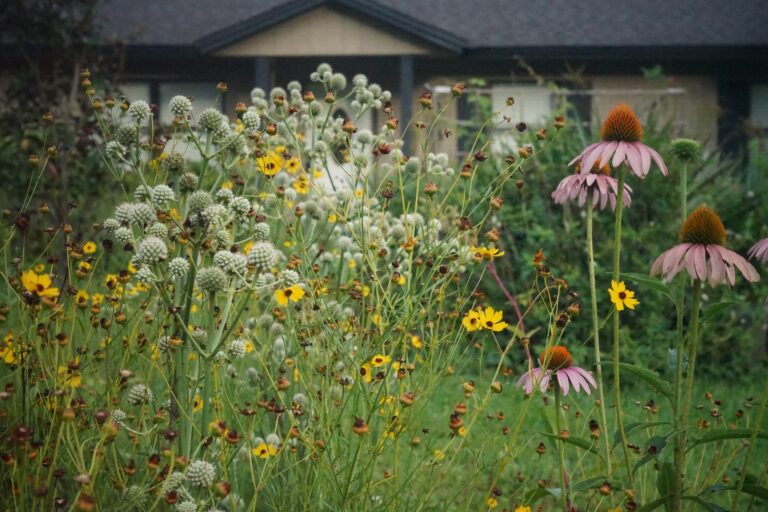 It’s not a garden, it’s a habitat