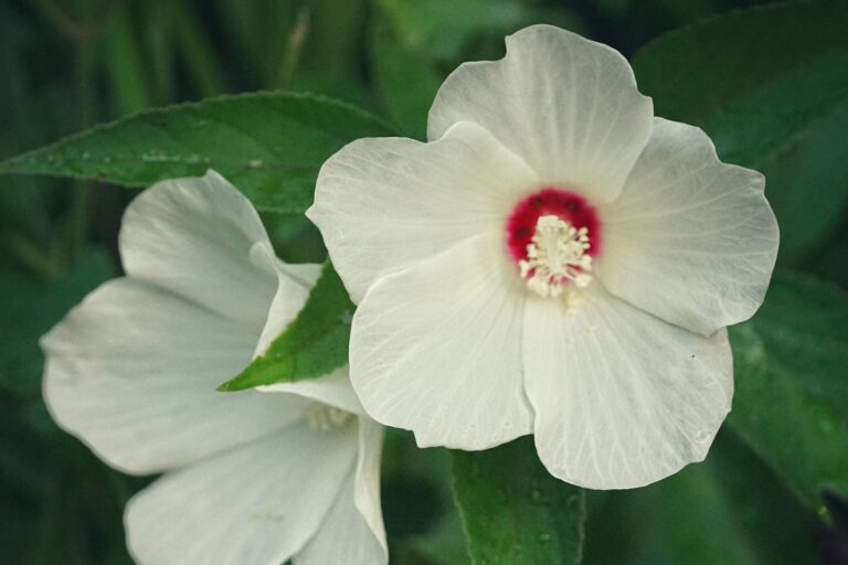 Crimsoneyed rosemallow