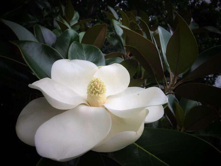 Southern magnolia