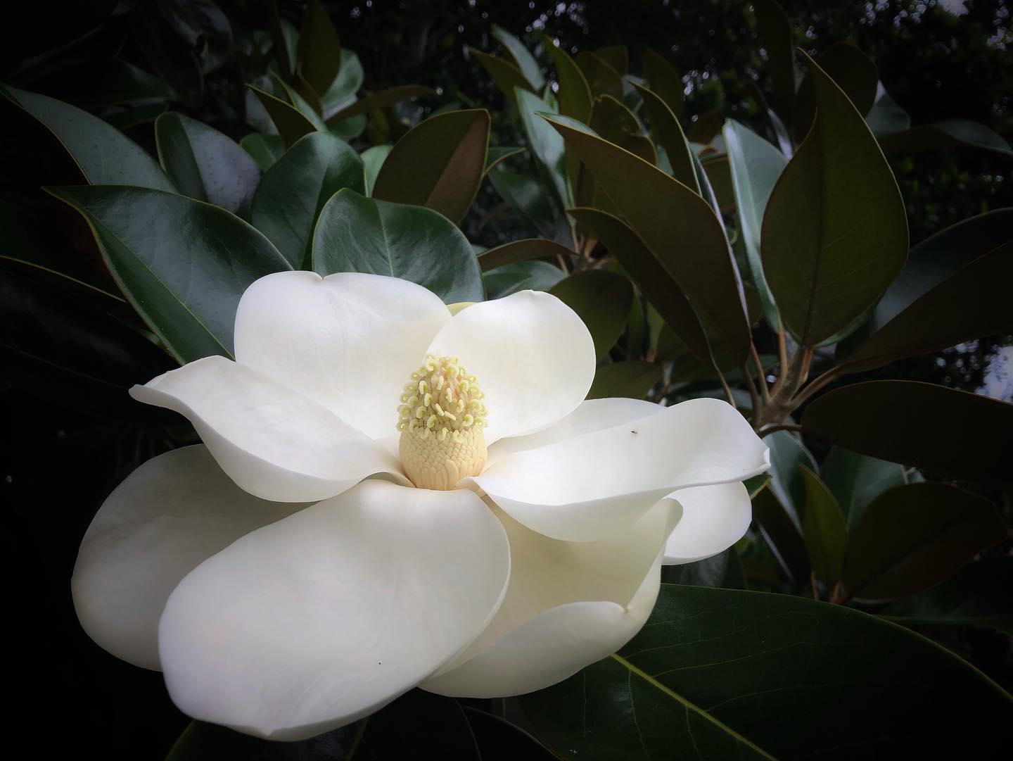 Southern magnolia - Florida Wildflower Foundation