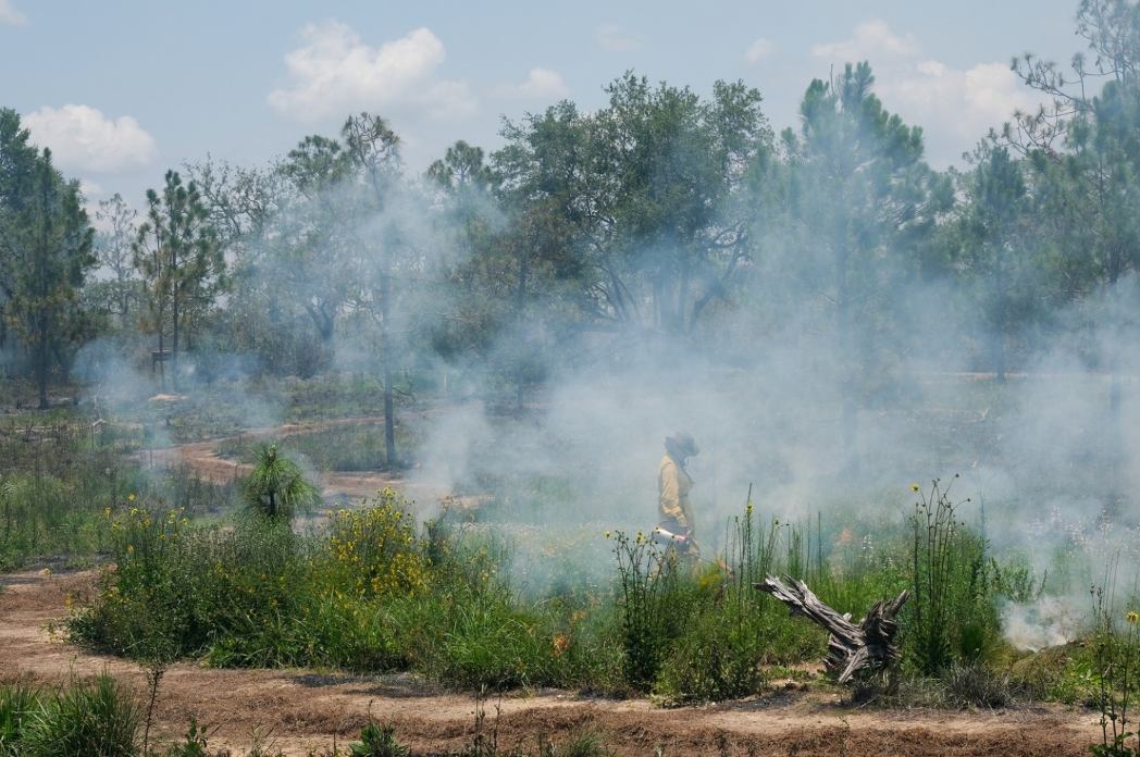 Field trip attendees will see the effects of this successful prescribed fire that was conducted in June in Bok Tower Gardens’ Pine Ridge Preserve.