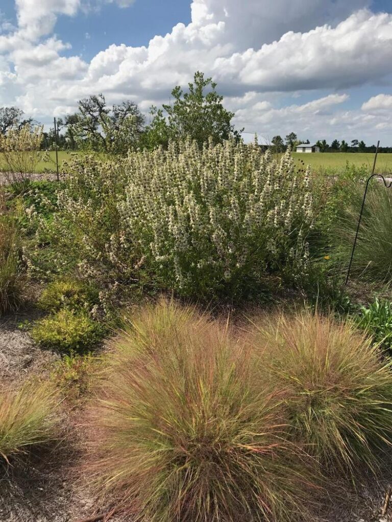 Research plot