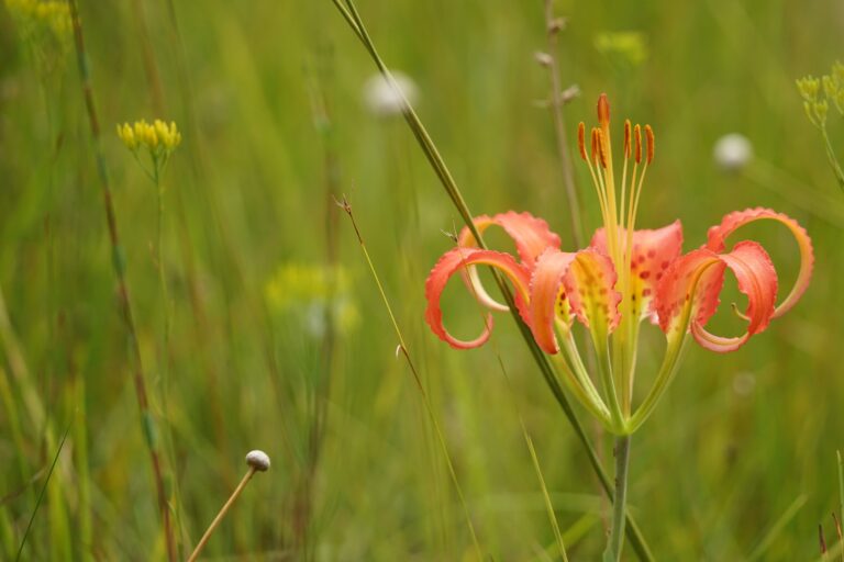 Where to See Wildflowers