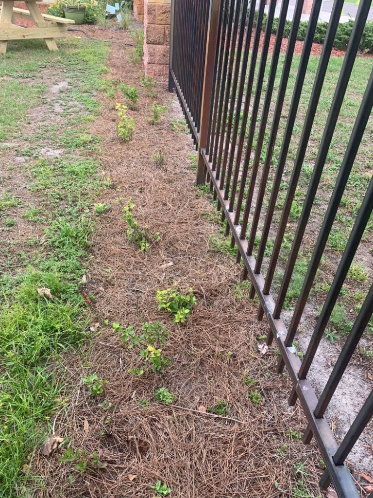 2022 Seedlings for Schools planting at Bailey Elementary