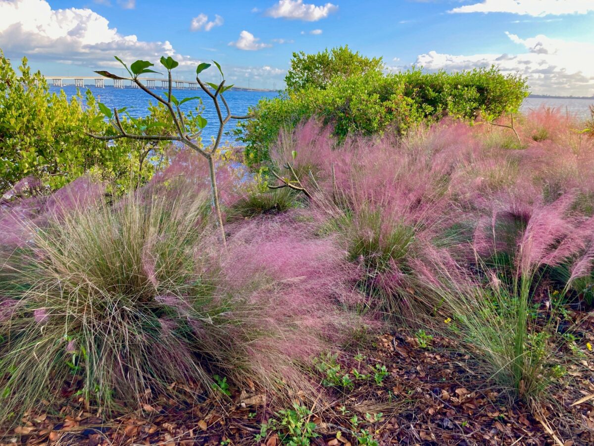 Coastal landscape. Photo by Nichole Perna