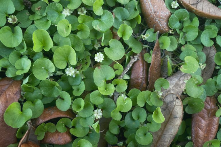 Carolina ponysfoot