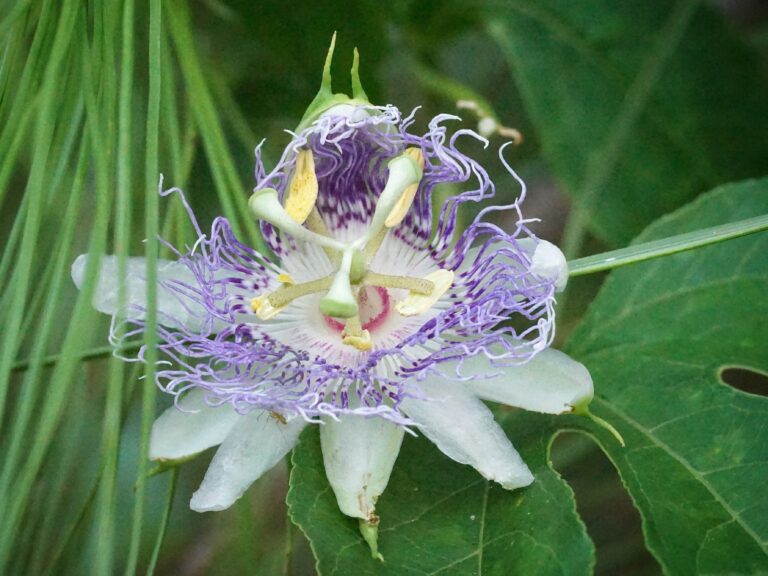 Bloom Report: Summer Wildflowers — Strange, Surprising and Just Plain Cool!