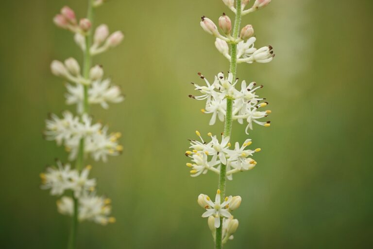 Coastal false asphodel