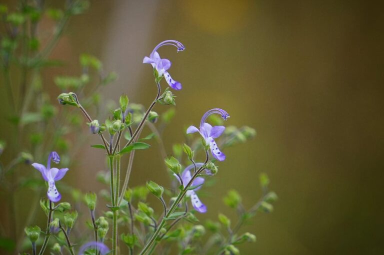 Seven new Trichostema species identified in Florida