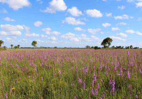 Fall wildflowers at DeLuca Preserve. Photo by Gage LaPierre.