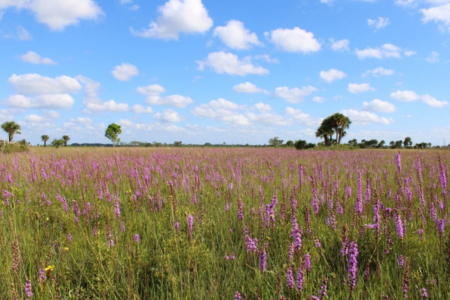 Fall wildflowers at DeLuca Preserve. Photo by Gage LaPierre.