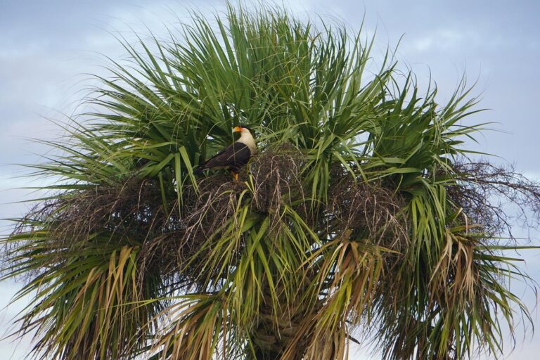 Sabal palm