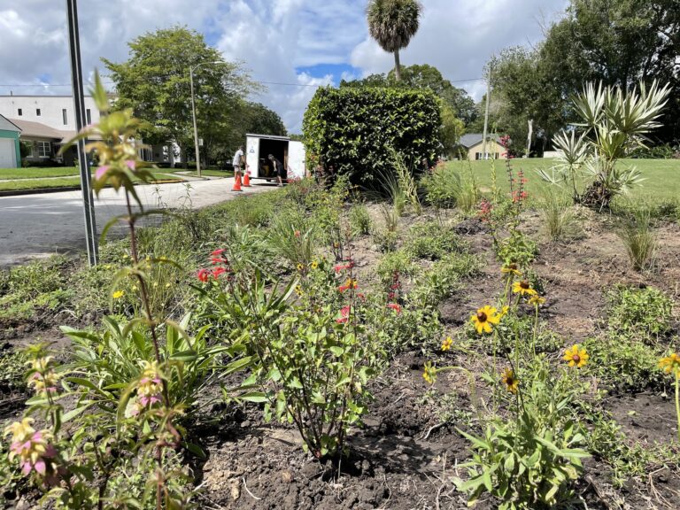 Bee City Gainesville—Grow Hub Native Plant Garden