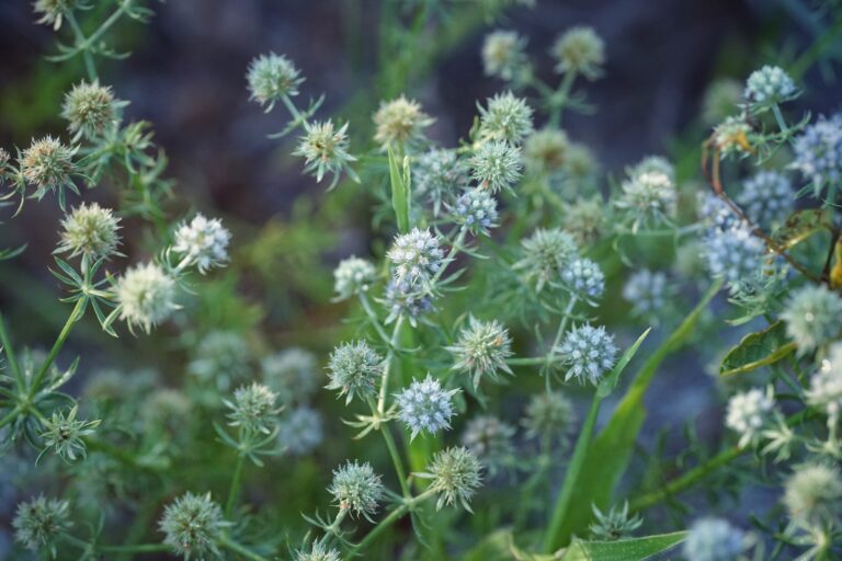 Fragrant eryngo