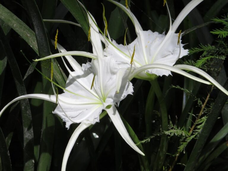 Spring-run spiderlily