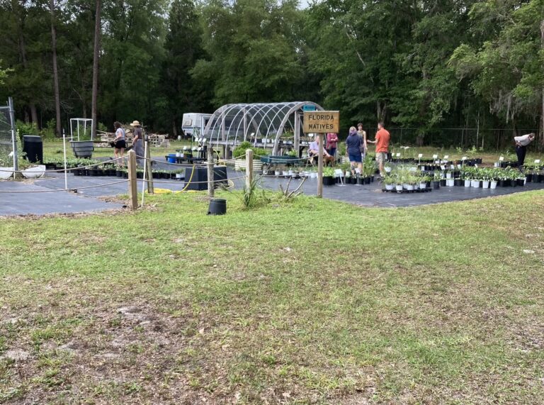 Bee City Gainesville—Grow Hub Native Plant Garden