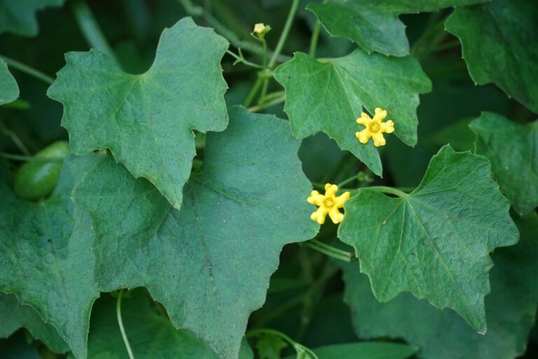 Creeping cucumber