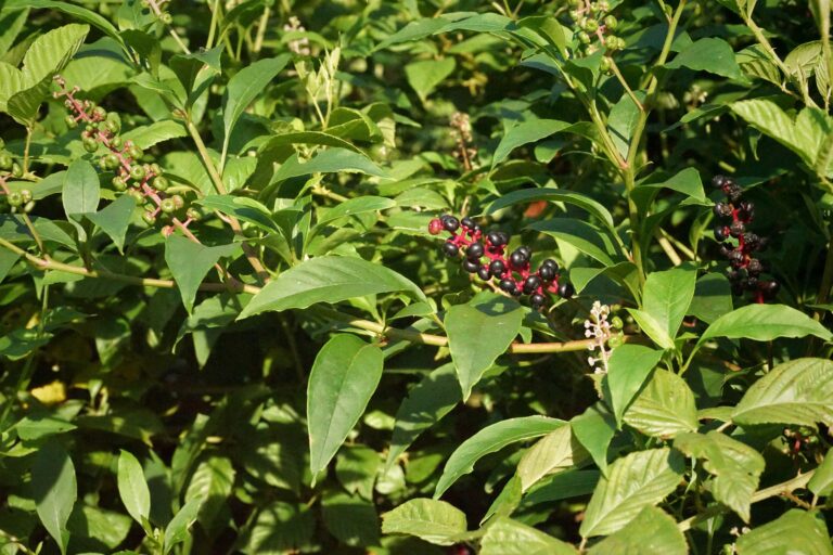 American pokeweed