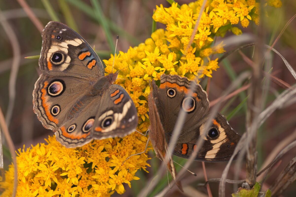 Common buckeye butterflies nectaring on Wand goldenrod. 