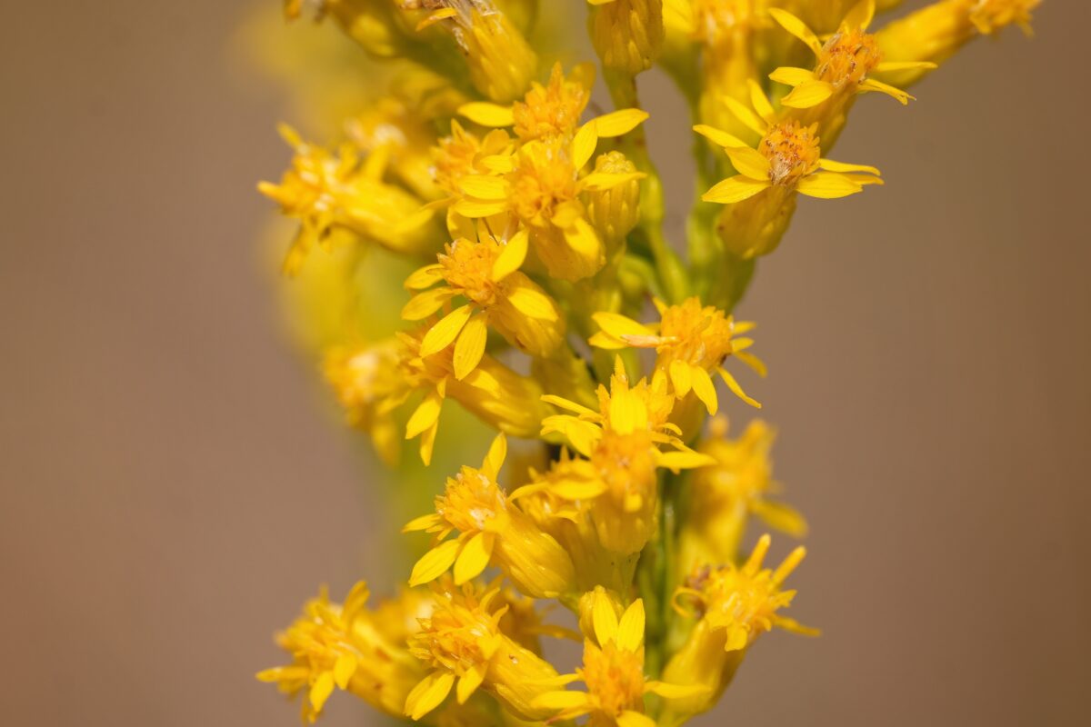 Close-up of a cluster of bright yellow Wand goldenrod flowers. 