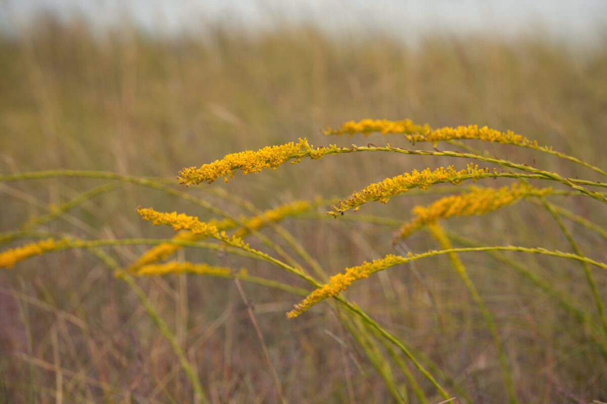 Wand goldenrod in bloom with bright yellow flower spikes.