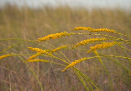 Wand goldenrod in bloom with bright yellow flower spikes.