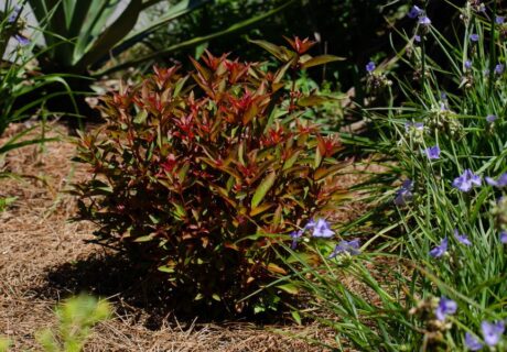 Firebush (Hamelia patens) by Amanda Martin
