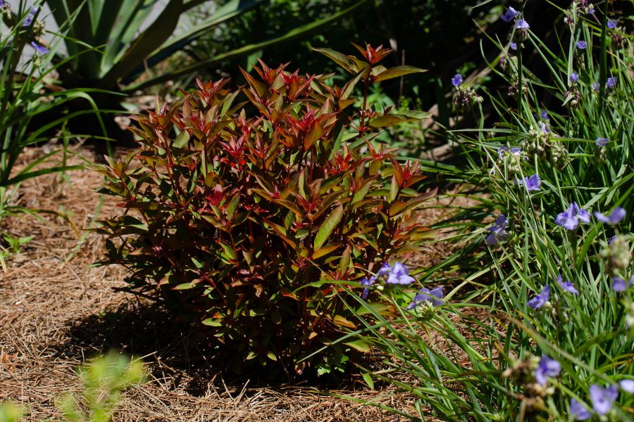 Firebush (Hamelia patens) by Amanda Martin