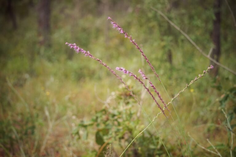 Shortleaf gayfeather