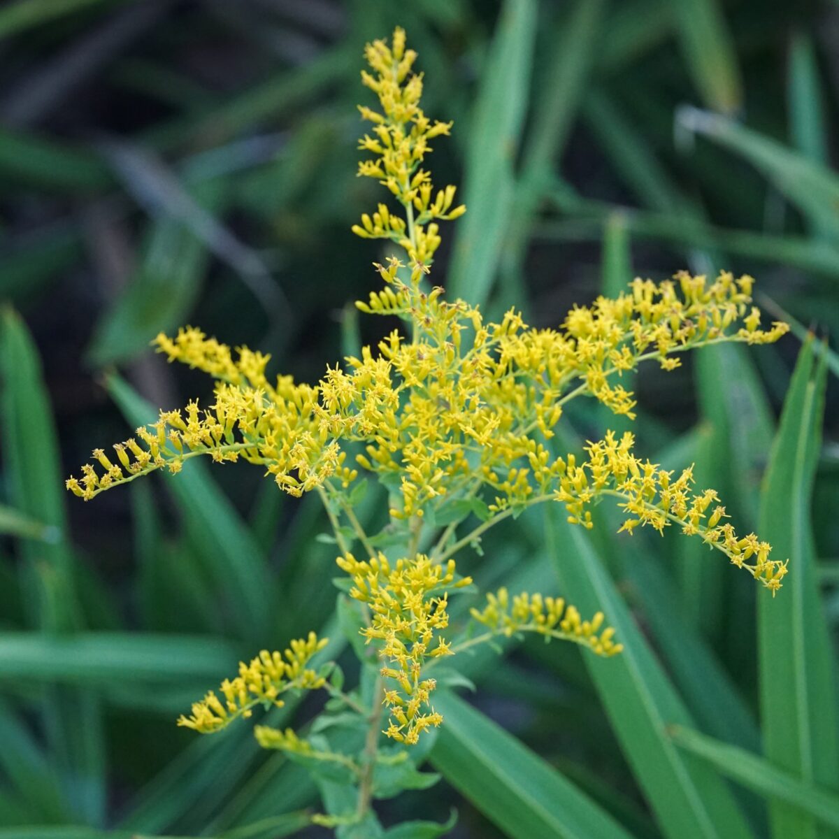 Dried Solidago Goldenrod Flowers  Natural Wildflowers at