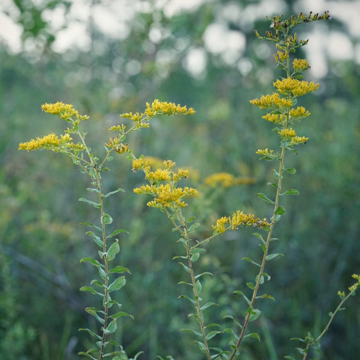 Dried Solidago Goldenrod Flowers  Natural Wildflowers at