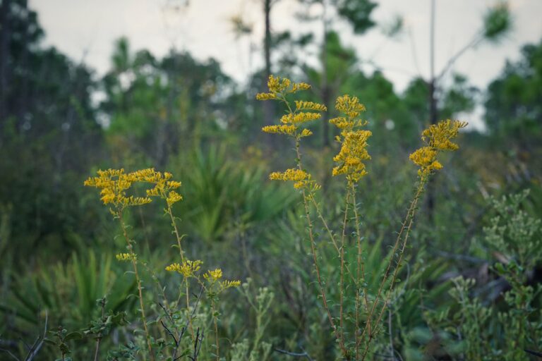 Chapman’s goldenrod