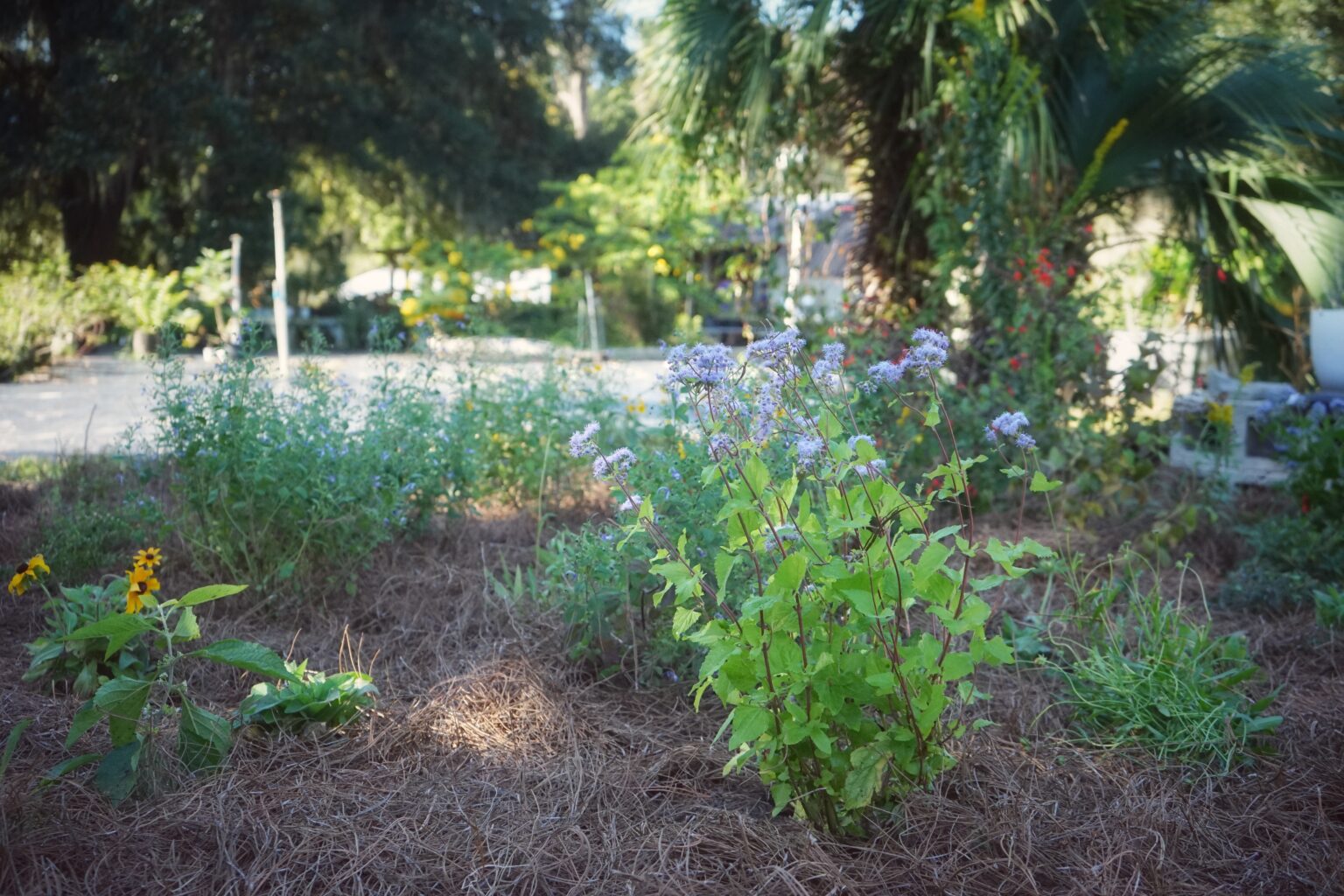 Bee City Gainesville—Bubbe's Secret Garden Florida Wildflower Foundation
