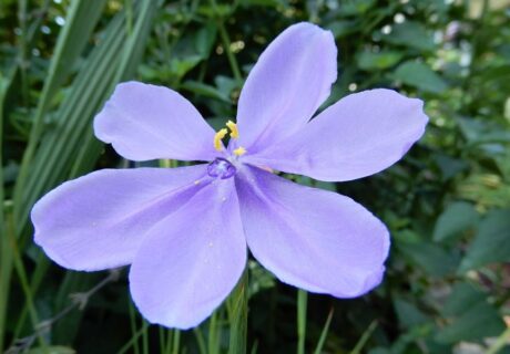 Bartram' ixia (Calydorea caelestina) by Marc S. Frank