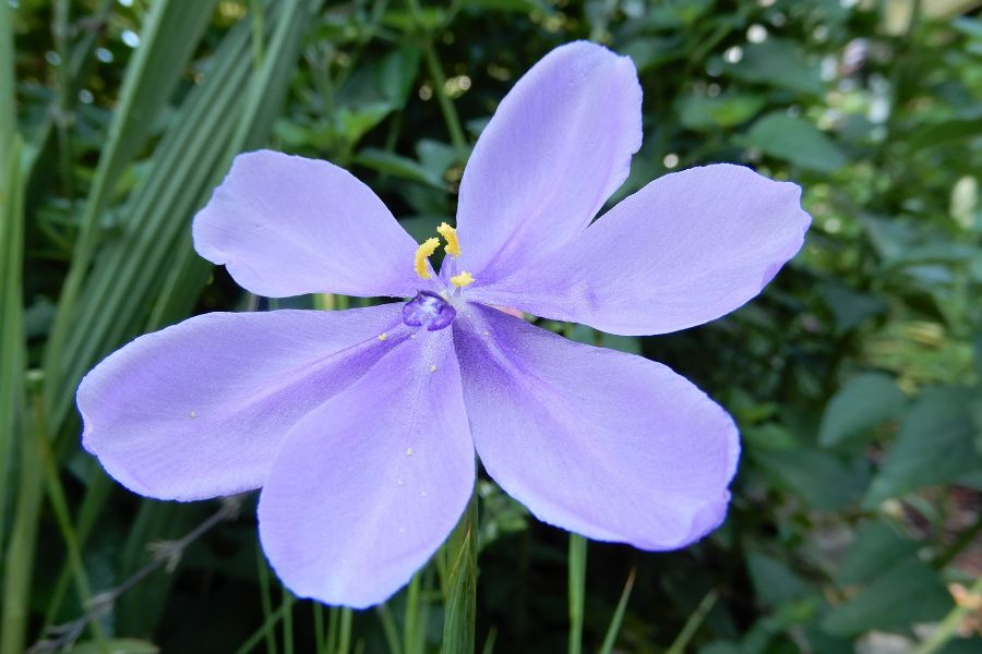 Bartram' ixia (Calydorea caelestina) by Marc S. Frank