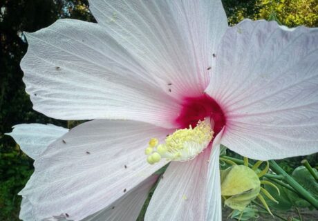 Swamp rosemallow (Hibiscus grandiflorus) by Emily Bell