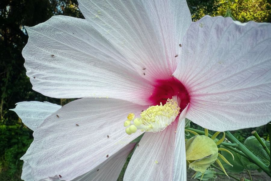 Swamp rosemallow (Hibiscus grandiflorus) by Emily Bell